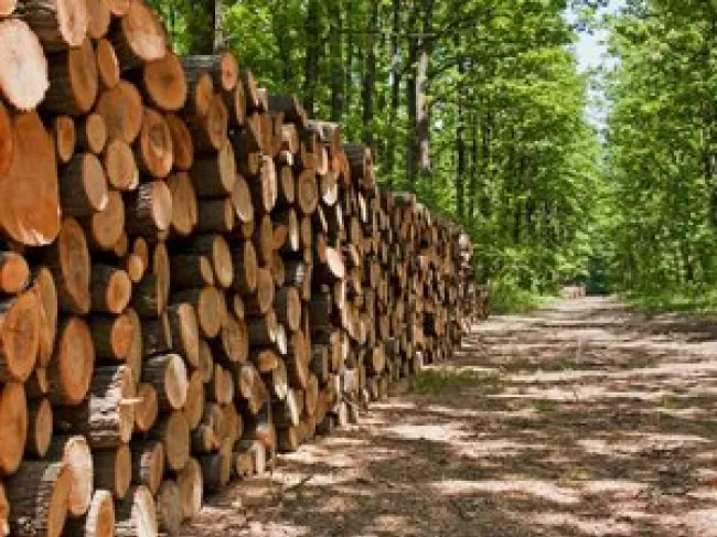 Why We Need Private Property to Deal with Scarce Resources